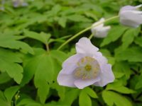 Pale purple large flowers